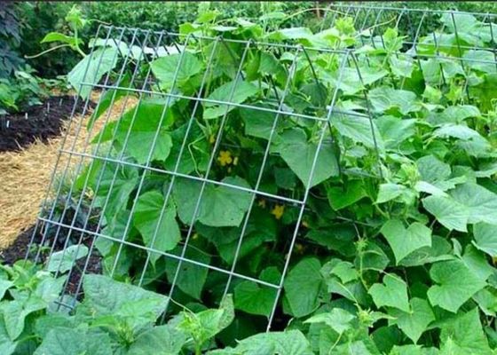 Durable 30m Welded Wire Fence Roll Support For Plants