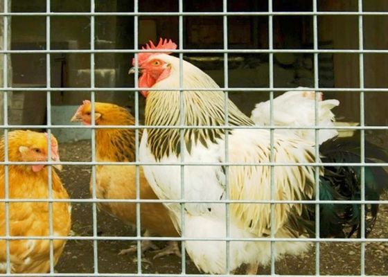 15m 20m 30m Stainless Steel Welded Wire Mesh Used As Poultry Cages Or Fence