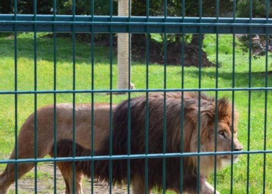 Non Rusting Welded Steel Wire Mesh Zoo Animal Enclosure Wire Mesh 10m-30m