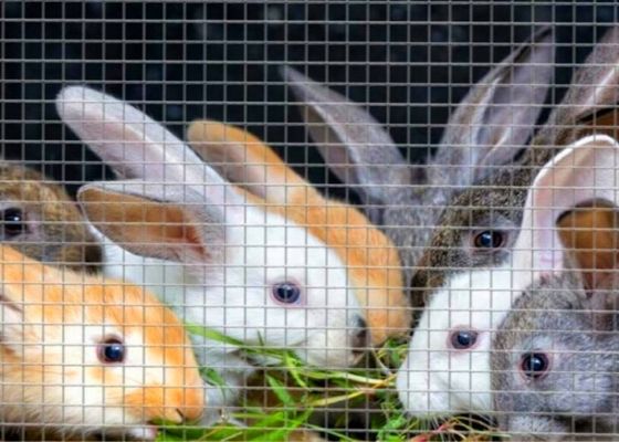 Rustproof 48x100 Hardware Cloth Roll Galvanised Wire Mesh Roll For Rabbit Cage